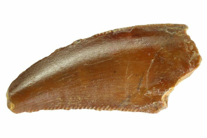 Serrated Raptor Tooth - Real Dinosaur Tooth #333314